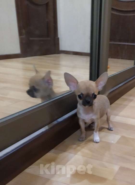 Собаки в Москве: Мини чихуахуа мальчик Мальчик, 45 000 руб. - фото 3