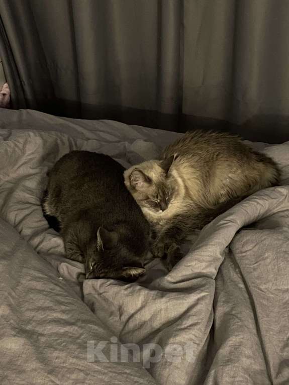 Кошки в Костроме: Отдадим в добрые руки❤️ Мальчик, Бесплатно - фото 3