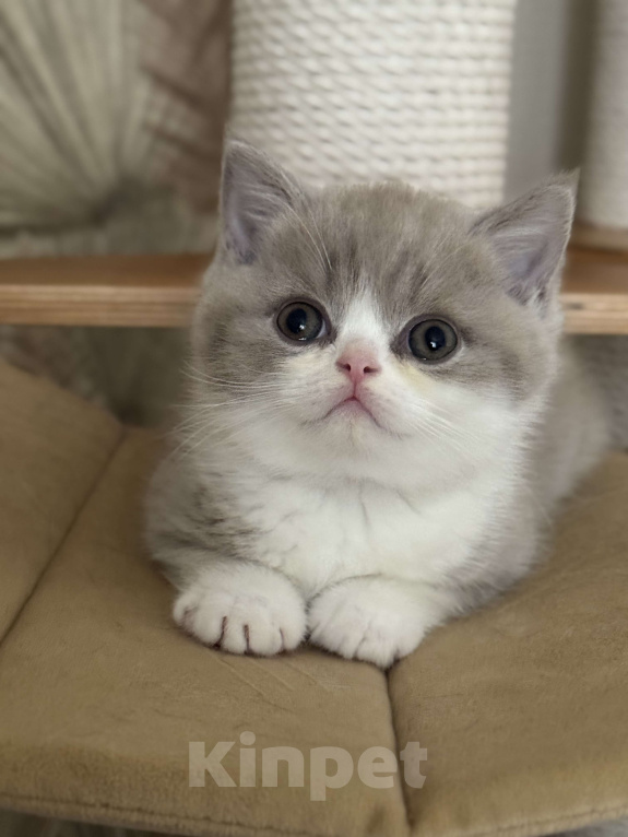 Кошки в Москве: Котик Мальчик, Бесплатно - фото 3