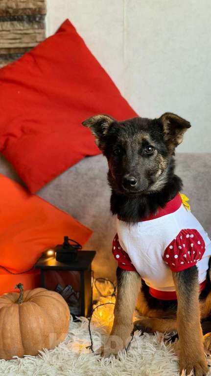 Собаки в Санкт-Петербурге: Щенок Буся Девочка, Бесплатно - фото 5