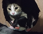Кошки в Иркутске: Отдам добрым людям котят Разнополые, Бесплатно - фото 1