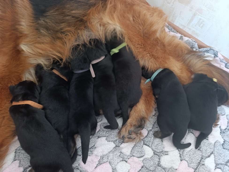 Собаки в Юрге: Щенки немецкой овчарки с документами РКФ Мальчик, Бесплатно - фото 1