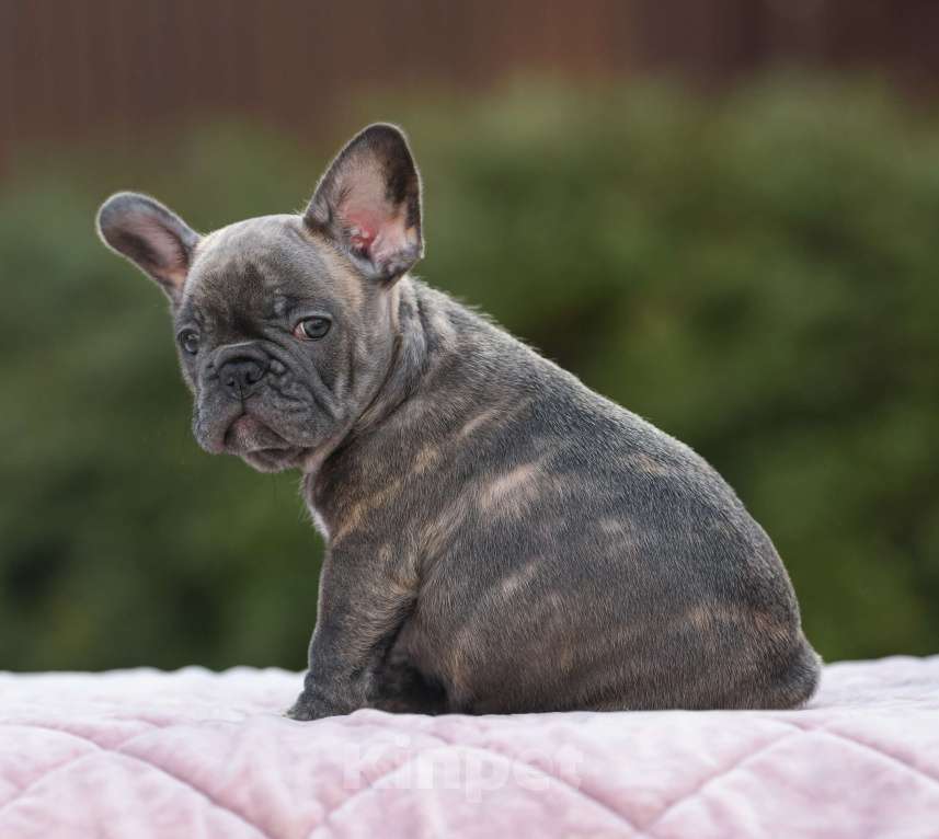 Собаки в Брянске: Динь Девочка, 65 000 руб. - фото 3