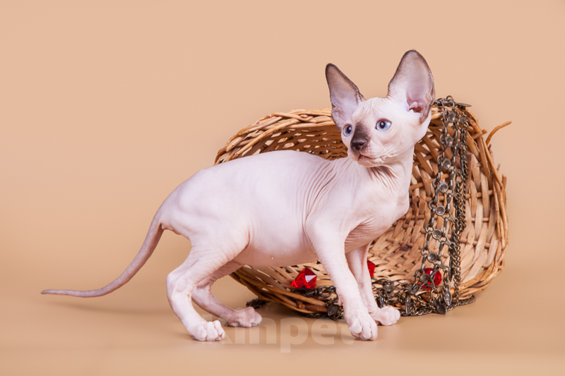 Кошки в Москве: Питомник Скорпион предлагает котят. Мальчик, Бесплатно - фото 9