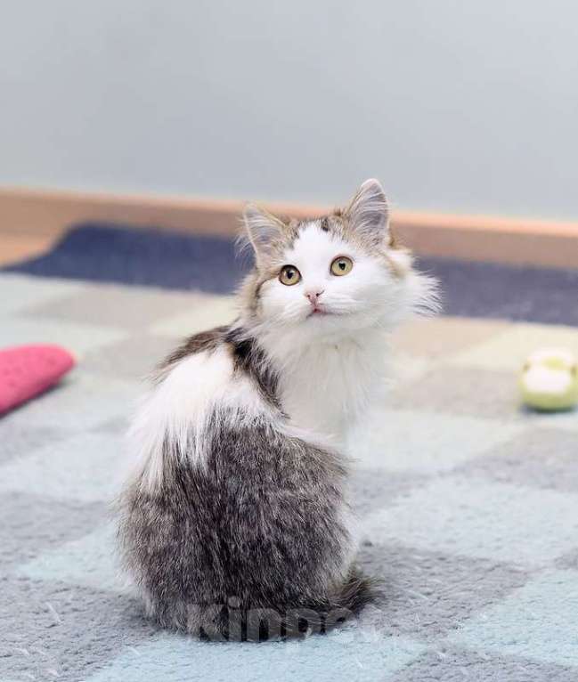 Кошки в Москве: Ласковый и ручной пушистый котенок Котя в добрые руки Мальчик, 1 руб. - фото 4