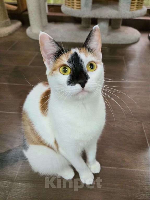 Кошки в Москве: Ласковая кошечка уже год живет на передержке абсолютно без откликов... Девочка, Бесплатно - фото 3