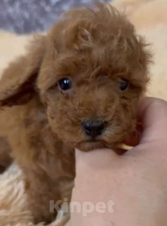 Собаки в Москве: Парни красного окраса Мальчик, 85 000 руб. - фото 4