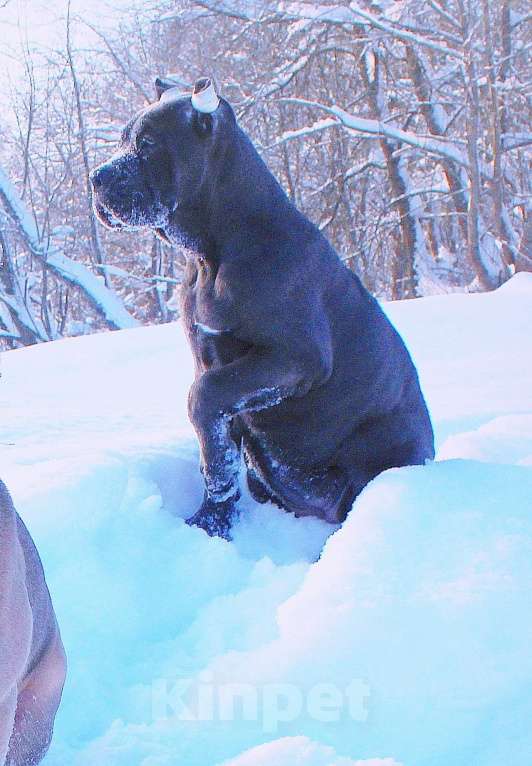 Собаки в Улане-Удэ: Кане корсо. Верные друзья. Мальчик, 80 000 руб. - фото 6