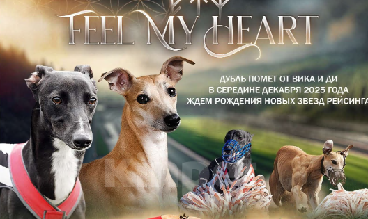 Собаки в Москве: Щенки уиппета Мальчик, Бесплатно - фото 4