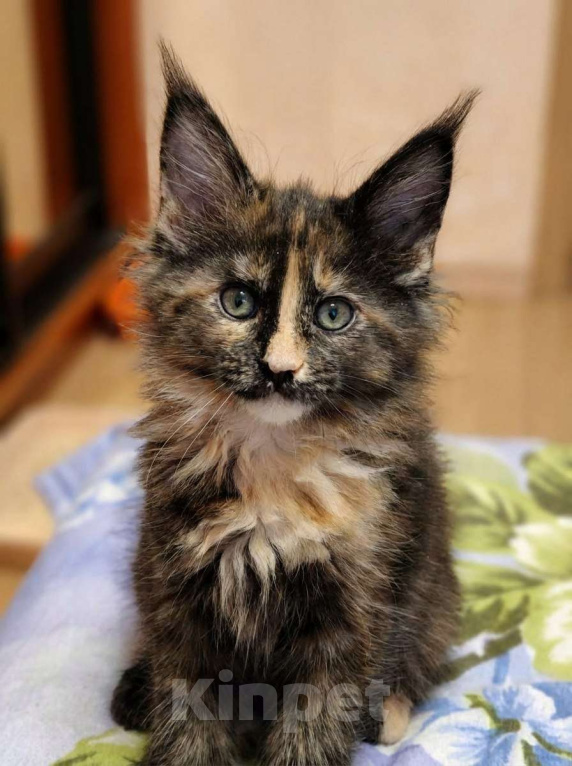 Кошки в Москве: Мейн-кун красотка с необычной внешностью Девочка, 55 000 руб. - фото 1