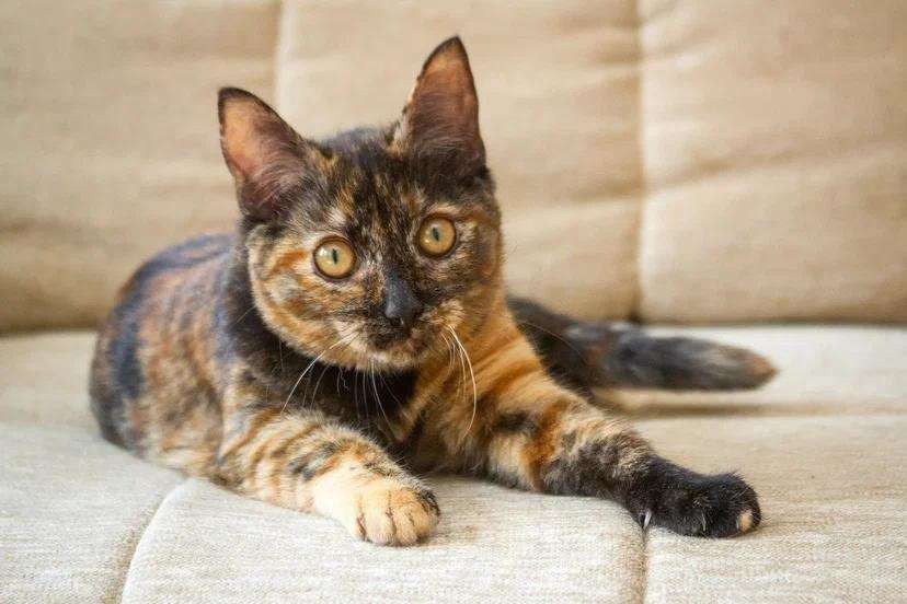 Кошки в Люберцах: Эксклюзивная милота - Пятнашка Девочка, Бесплатно - фото 3