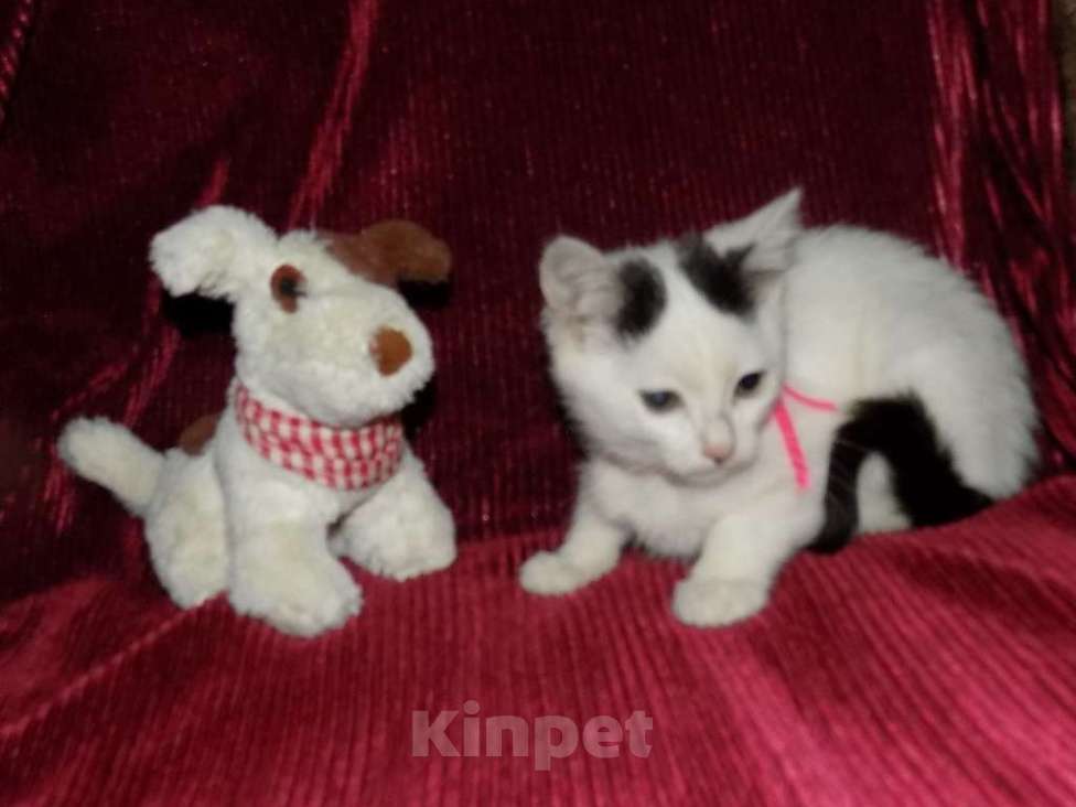 Кошки в Москве: Турецкий ван, котята Мальчик, 15 000 руб. - фото 2