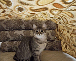 Кошки в Пензе: Пропала молодая кошечка (возраст 1 год) Девочка, 1 000 руб. - фото 6