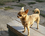 Собаки в Набережных Челнах: Вязка, 5 000 руб. - фото 4