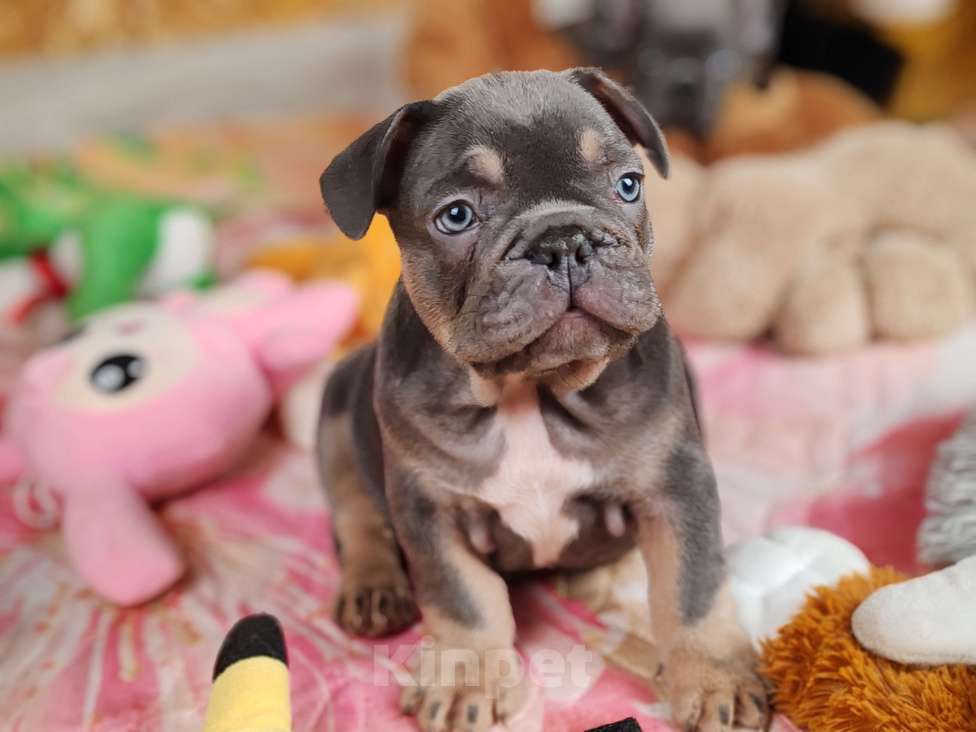 Собаки в Санкт-Петербурге: Шикарный лиловый мальчик Мальчик, 80 000 руб. - фото 5