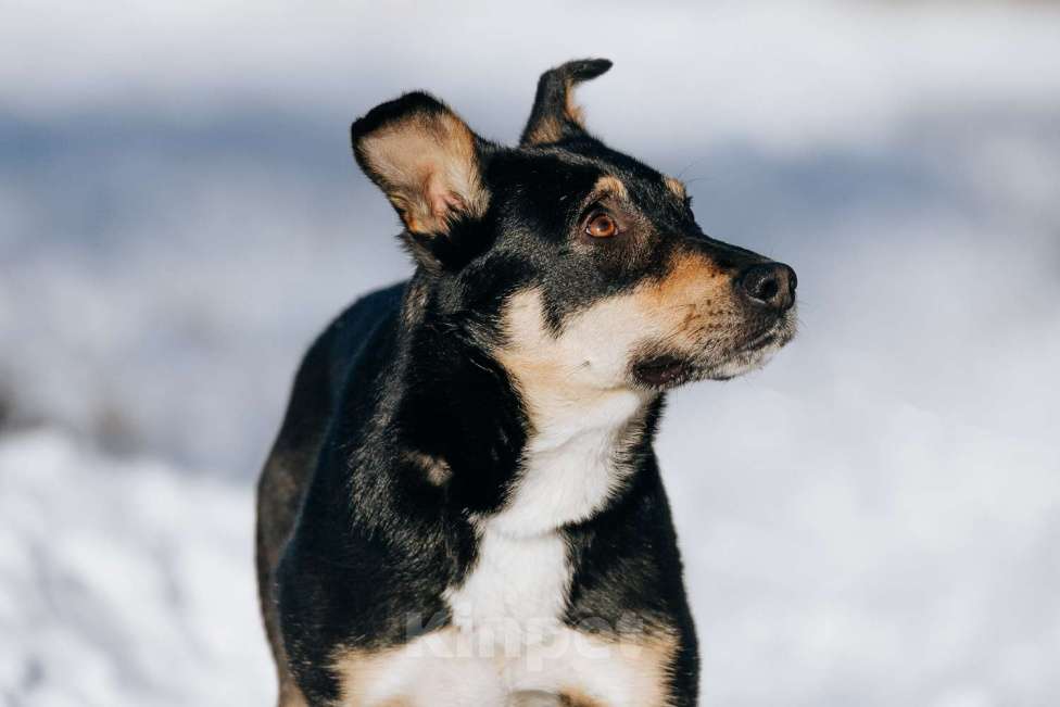 Собаки в Москве: Познакомьтесь с очаровательной Эн-ю!  Девочка, Бесплатно - фото 5