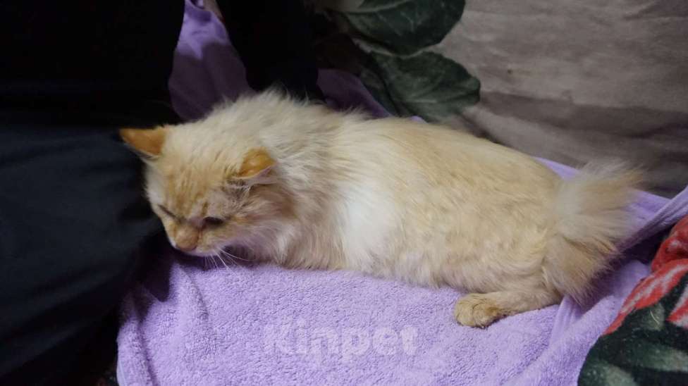 Кошки в Москве: Молодой котик Левушка ищет новый дом  Мальчик, Бесплатно - фото 5