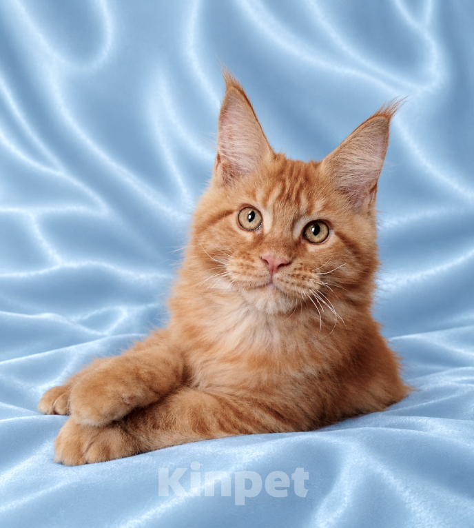 Кошки в Владимире: Котята мейн-кун Мальчик, 60 000 руб. - фото 5
