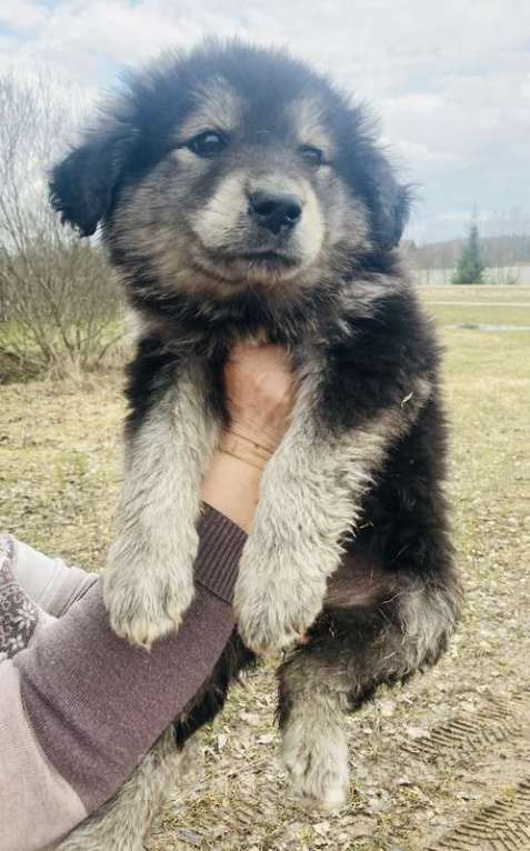 Собаки в Москве: Замечательные щенки: белый, черный и другие в добрые руки Мальчик, Бесплатно - фото 3