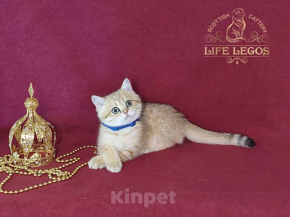 Кошки в Москве: Шотландский котёнок золотая шиншилла Мальчик, Бесплатно - фото 5