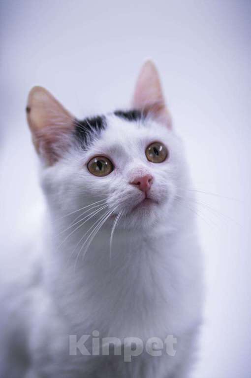 Кошки в Москве: Малышка Кёрла в любящие руки. Девочка, 1 руб. - фото 5