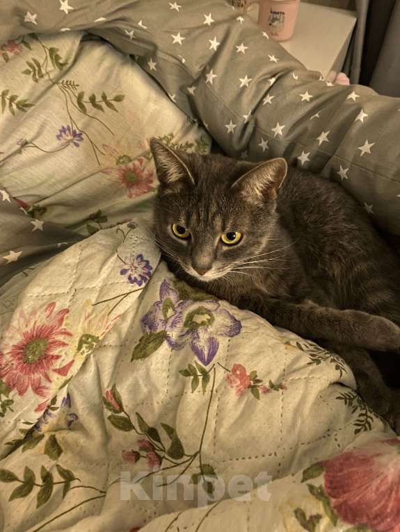 Кошки в Костроме: Отдадим в добрые руки❤️ Мальчик, Бесплатно - фото 1