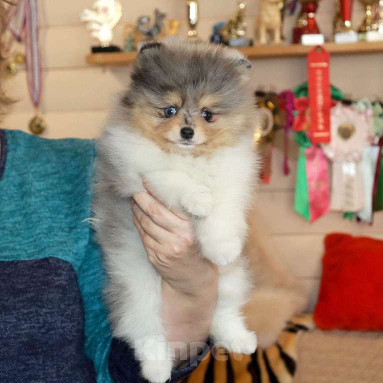 Собаки в Москве: 👍💎 Пушистый медвежонок Мальчик, 55 000 руб. - фото 3