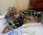 Кошки в Волгограде: Продам шотландскую кошку Девочка, 3 000 руб. - фото 1