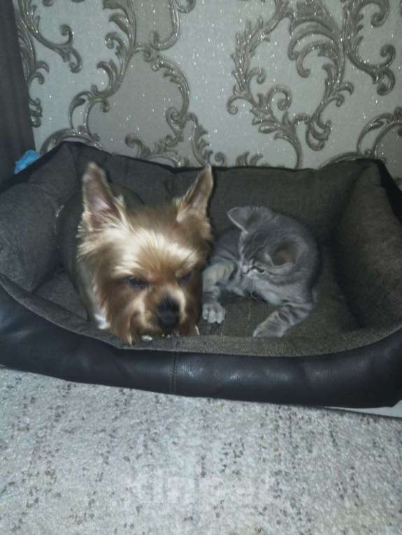 Кошки в Серпухове: Шотланская прямоухая Девочка, Бесплатно - фото 9