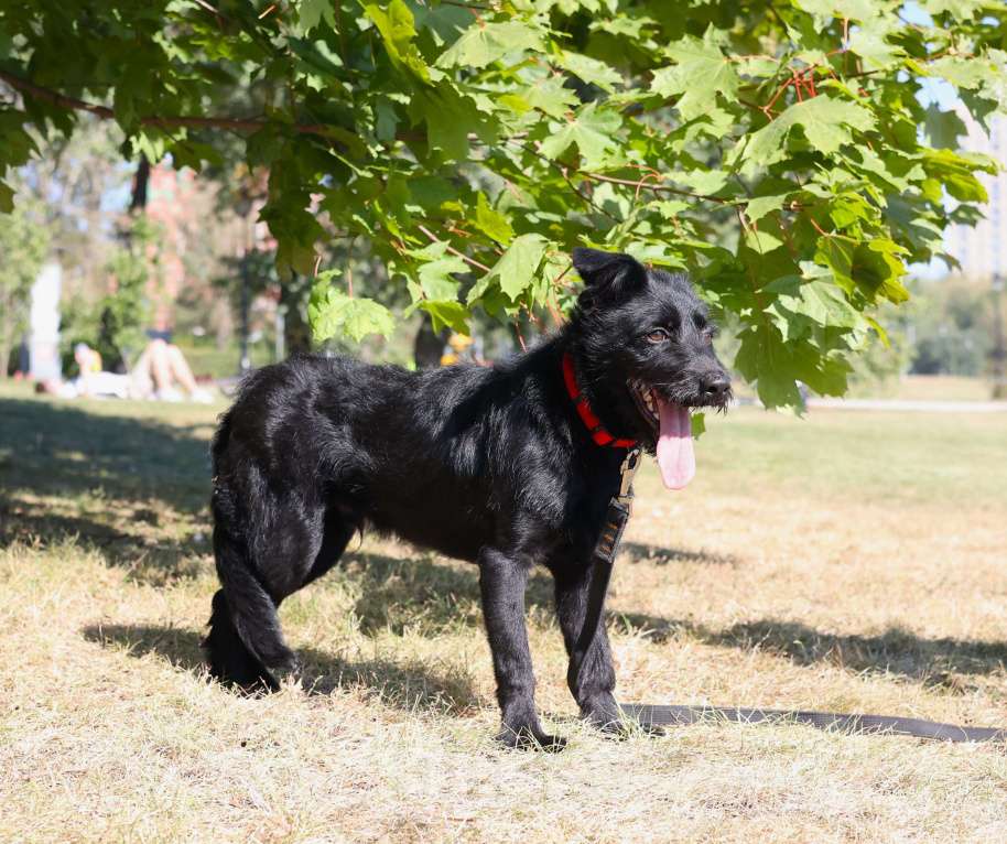 Собаки в Москве: Собака бесплатно Москва Мальчик, Бесплатно - фото 4