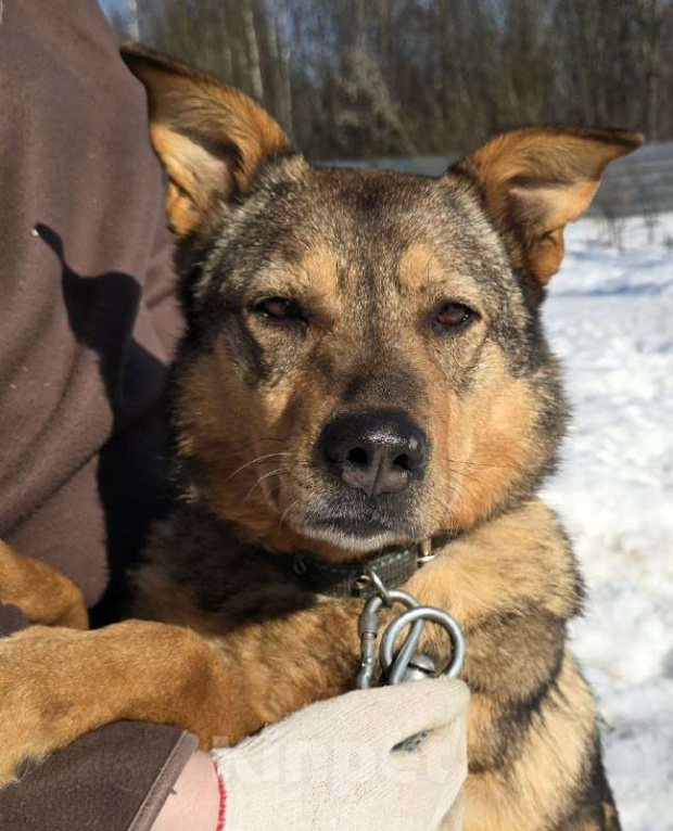 Собаки в Королеве: Милая девочка Гера ищет дом! Девочка, Бесплатно - фото 2