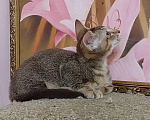 Кошки в Волгограде: Манчкин бамбино Мальчик, Бесплатно - фото 4