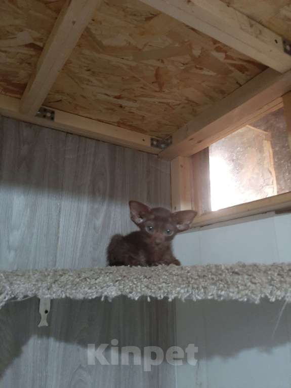 Кошки в других городах Московской области: Супермини Орик Мальчик, 25 000 руб. - фото 3