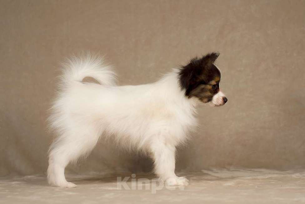 Собаки в Москве: щенок Папийона Девочка, 100 000 руб. - фото 3