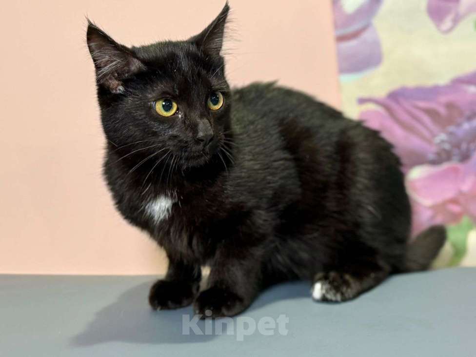 Кошки в Москве: Котенок Тося, 6 месяца в добрые руки Девочка, Бесплатно - фото 3