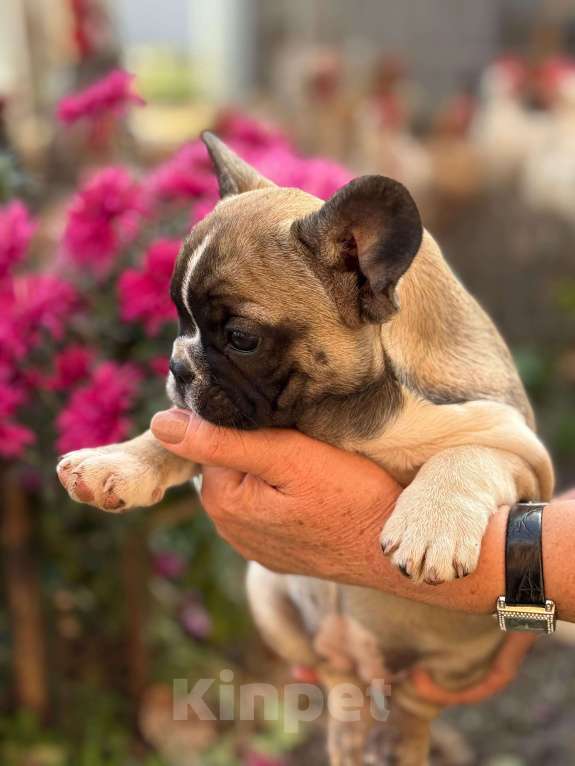 Собаки в Тимашевске: Щенки французского бульдога Мальчик, 20 000 руб. - фото 3
