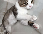 Кошки в Каспийске: Котенок в добрые руки  Девочка, Бесплатно - фото 1