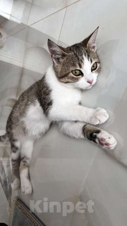 Кошки в Каспийске: Котенок в добрые руки  Девочка, Бесплатно - фото 1