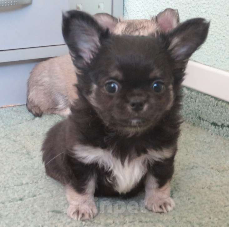 Собаки в Санкт-Петербурге: чихуахуа шоу мальчик Мальчик, 150 000 руб. - фото 3