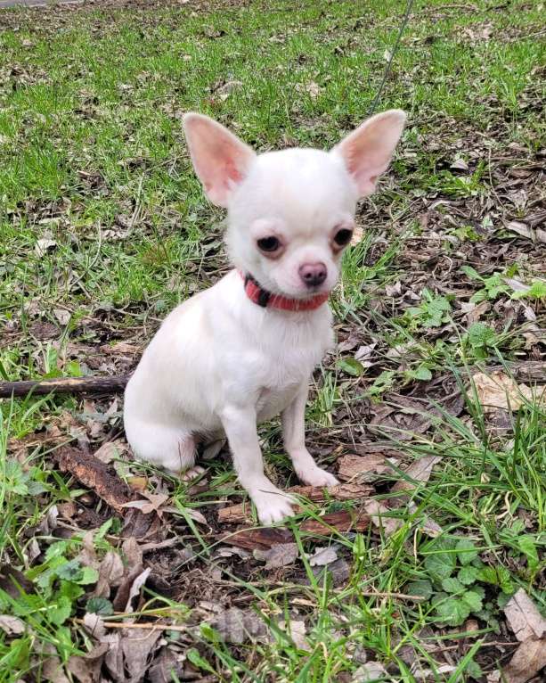 Собаки в Москве: Красивая блондиночка Девочка, Бесплатно - фото 1