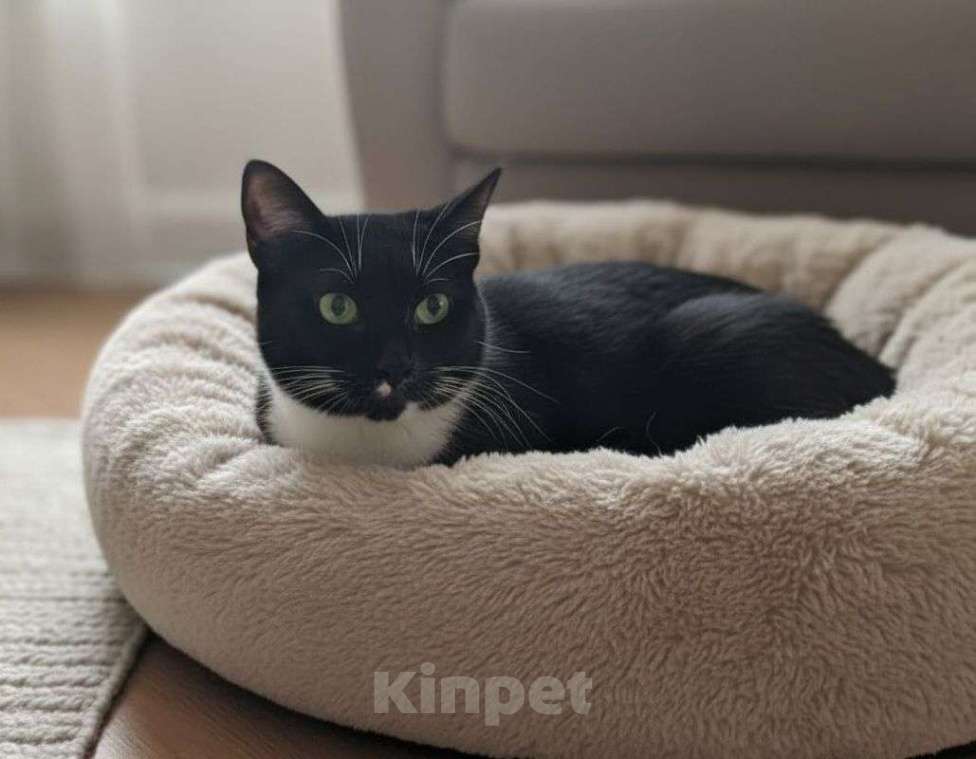 Кошки в Москве: Красивая черная кошечка ищет дом Девочка, Бесплатно - фото 2