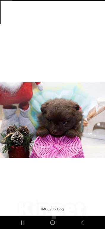 Собаки в Самаре: Продажа щенков Девочка, 70 000 руб. - фото 6