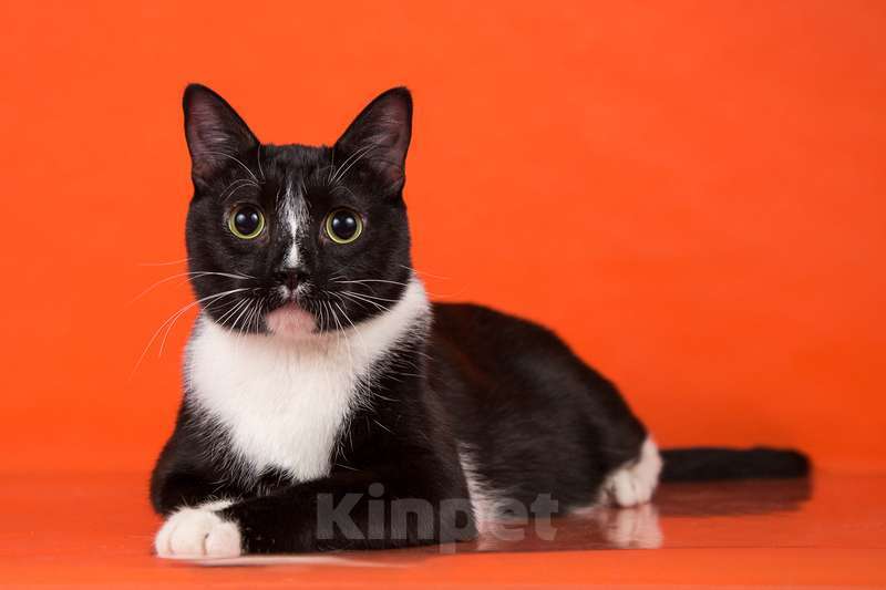 Кошки в Москве: Смышленый, ласковый молодой котик Ося ищет семью Мальчик, Бесплатно - фото 2