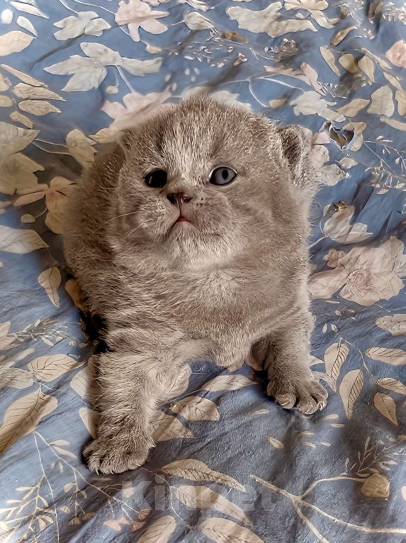 Кошки в Москве: Британские элитные котята  Мальчик, Бесплатно - фото 5