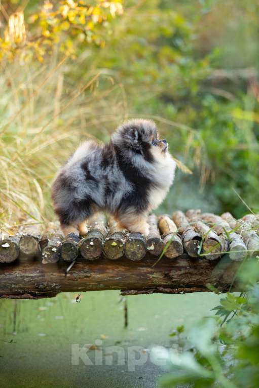 Собаки в Пушкино: Мраморный мальчик померанского шпица Мальчик, 65 000 руб. - фото 3