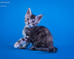 Кошки в других городах Карелии: Котенок мейн-кун девочка Девочка, 45 000 руб. - фото 4
