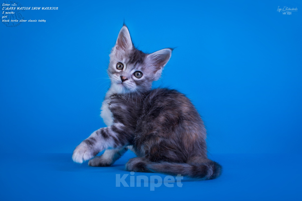 Кошки в других городах Карелии: Котенок мейн-кун девочка Девочка, 45 000 руб. - фото 4