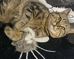 Кошки в Нижнем Новгороде: Отдам котика в добрые руки Мальчик, Бесплатно - фото 4