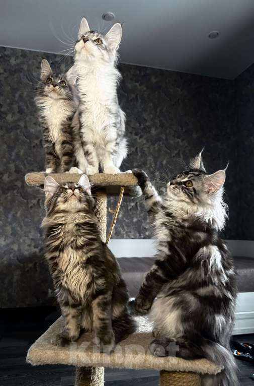 Кошки в других городах Московской области: Чистокровные котята мейн-кун Девочка, Бесплатно - фото 4