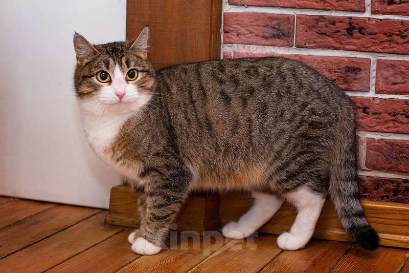 Кошки в Москве: Серая полосатая умничка-кошка Стеша в дар Девочка, 1 руб. - фото 3